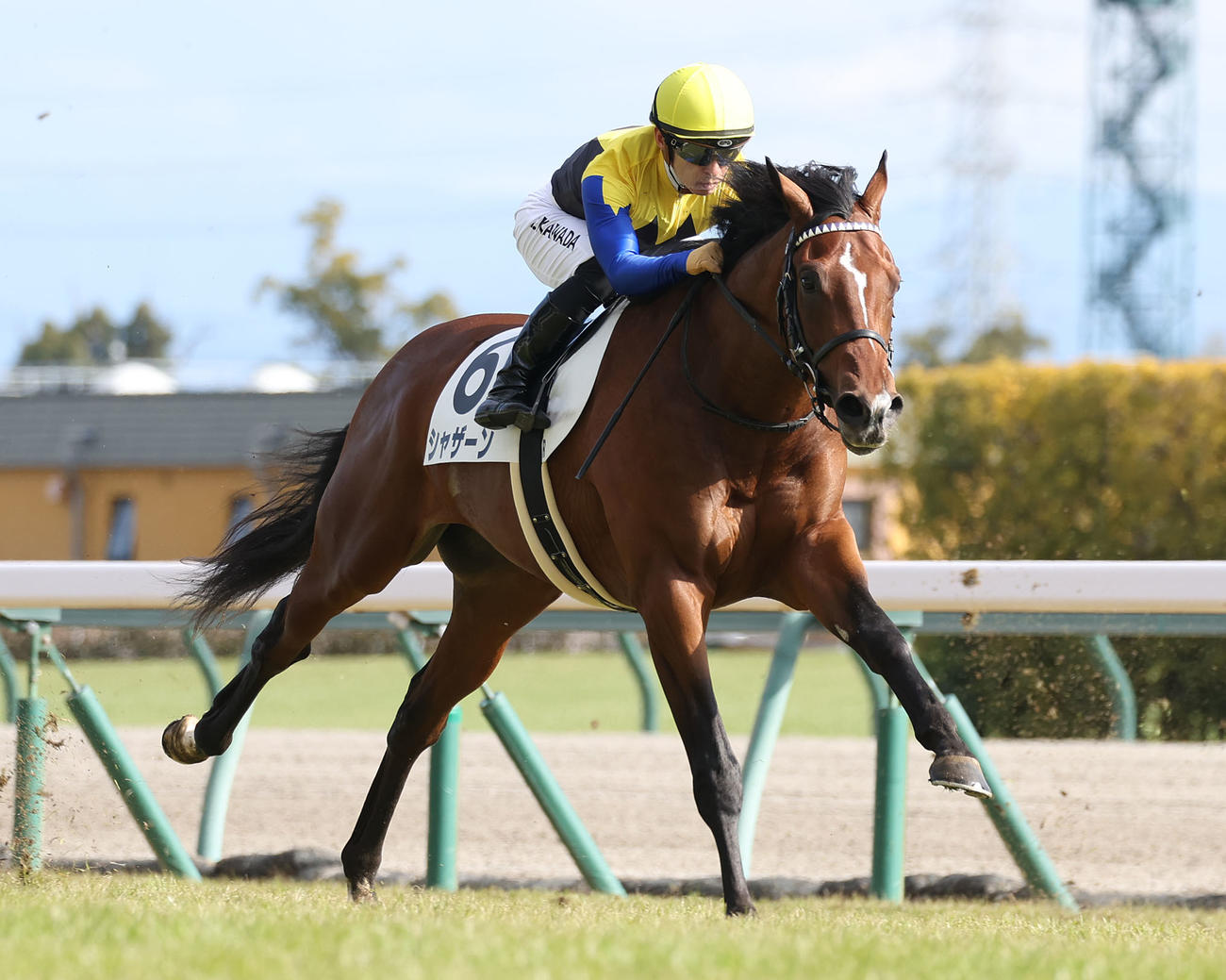 23年1月15日、3歳未勝利を勝ち上がったシャザーン