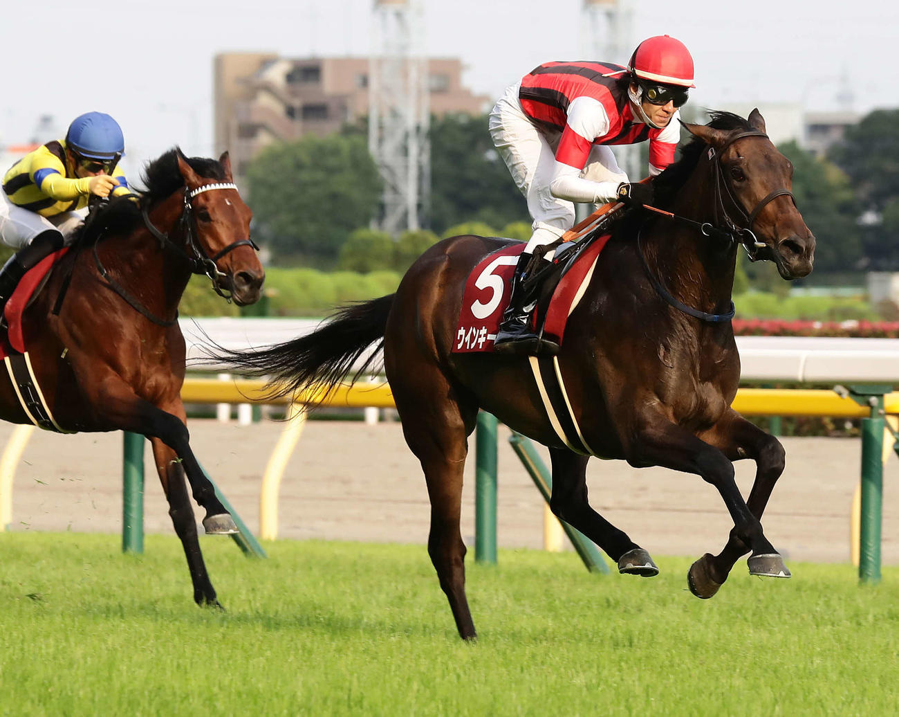 目黒記念を制したウインキートス（右）（2021年5月30日撮影）
