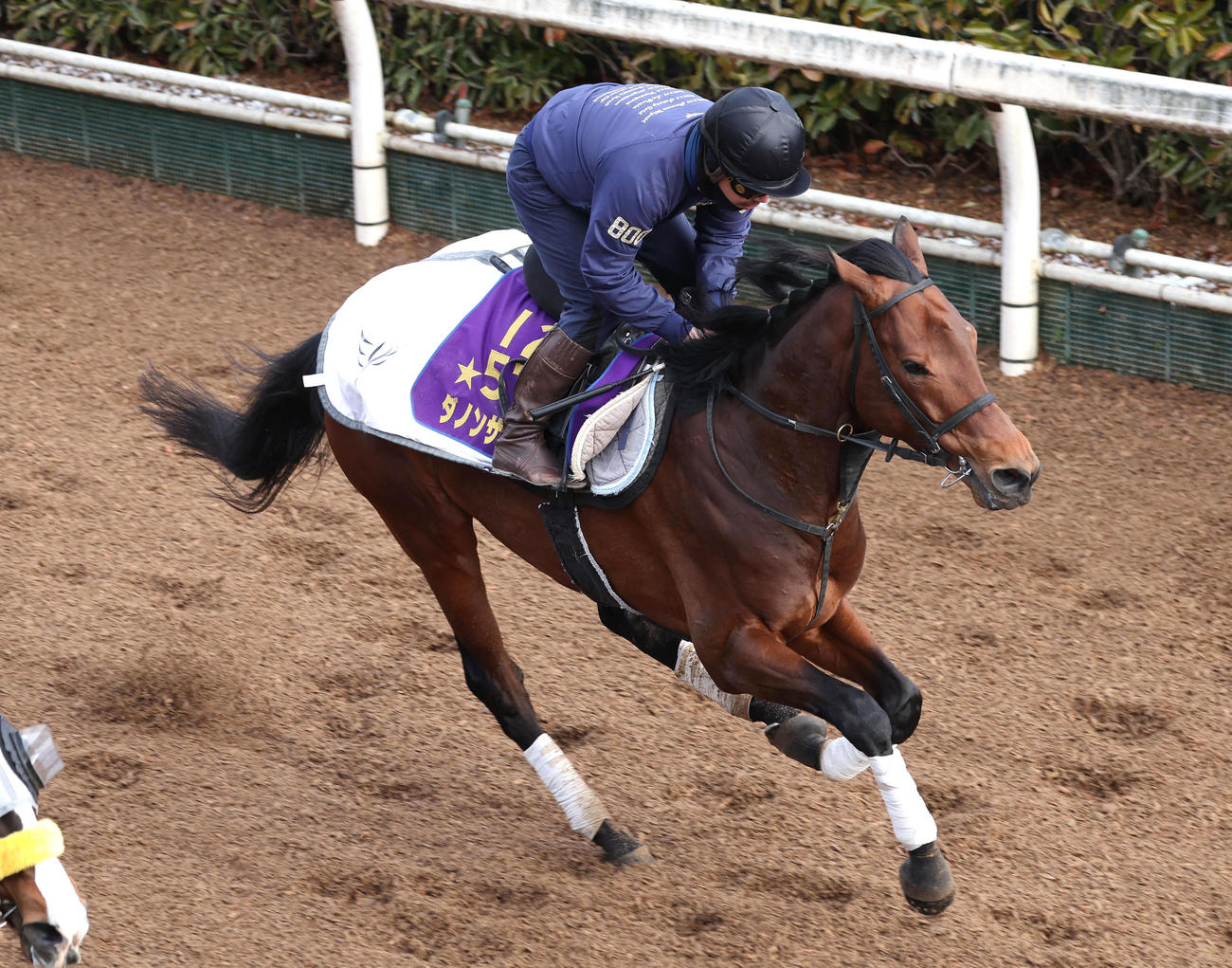 坂路を単走で追い切るダノンザキッド（撮影・白石智彦）