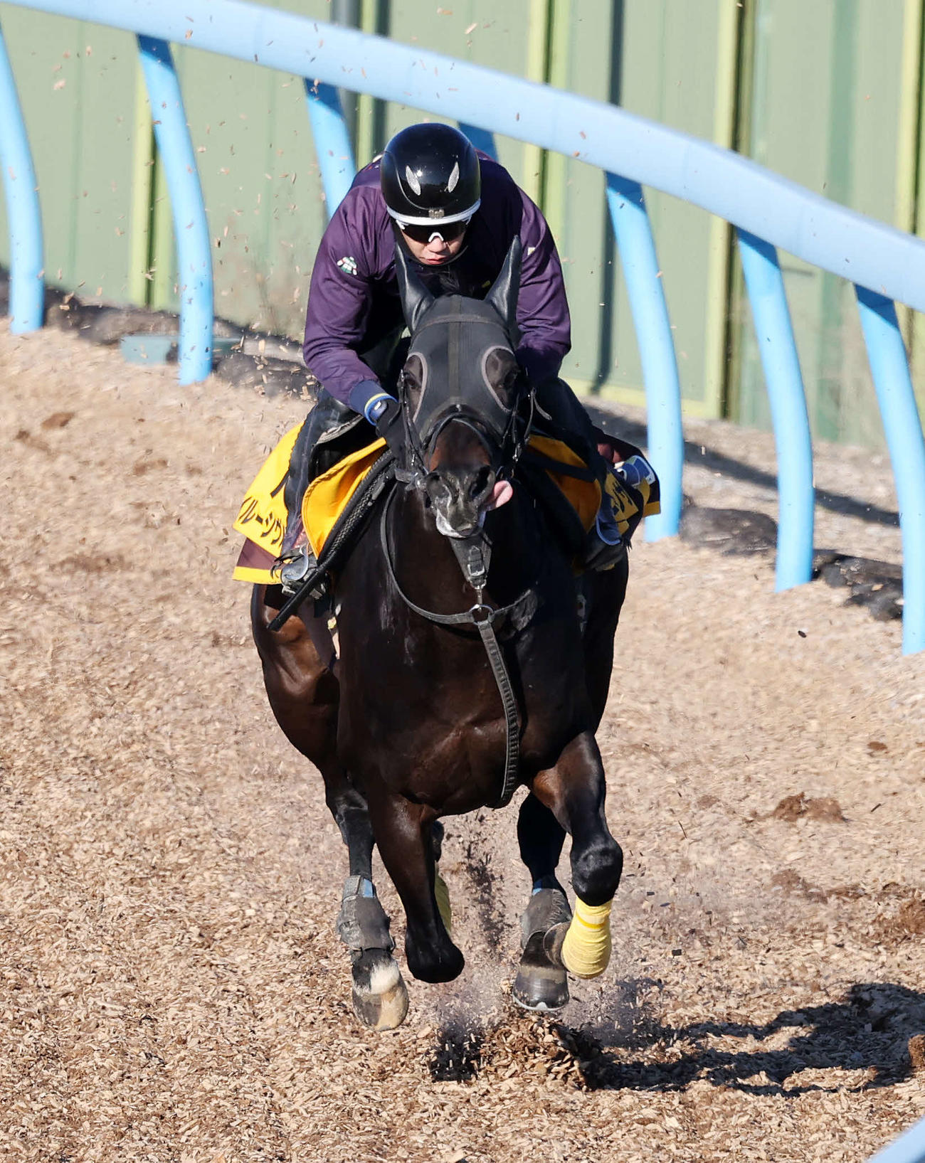 美浦ウッドで追い切るイルーシヴパンサー（撮影・鈴木正人）