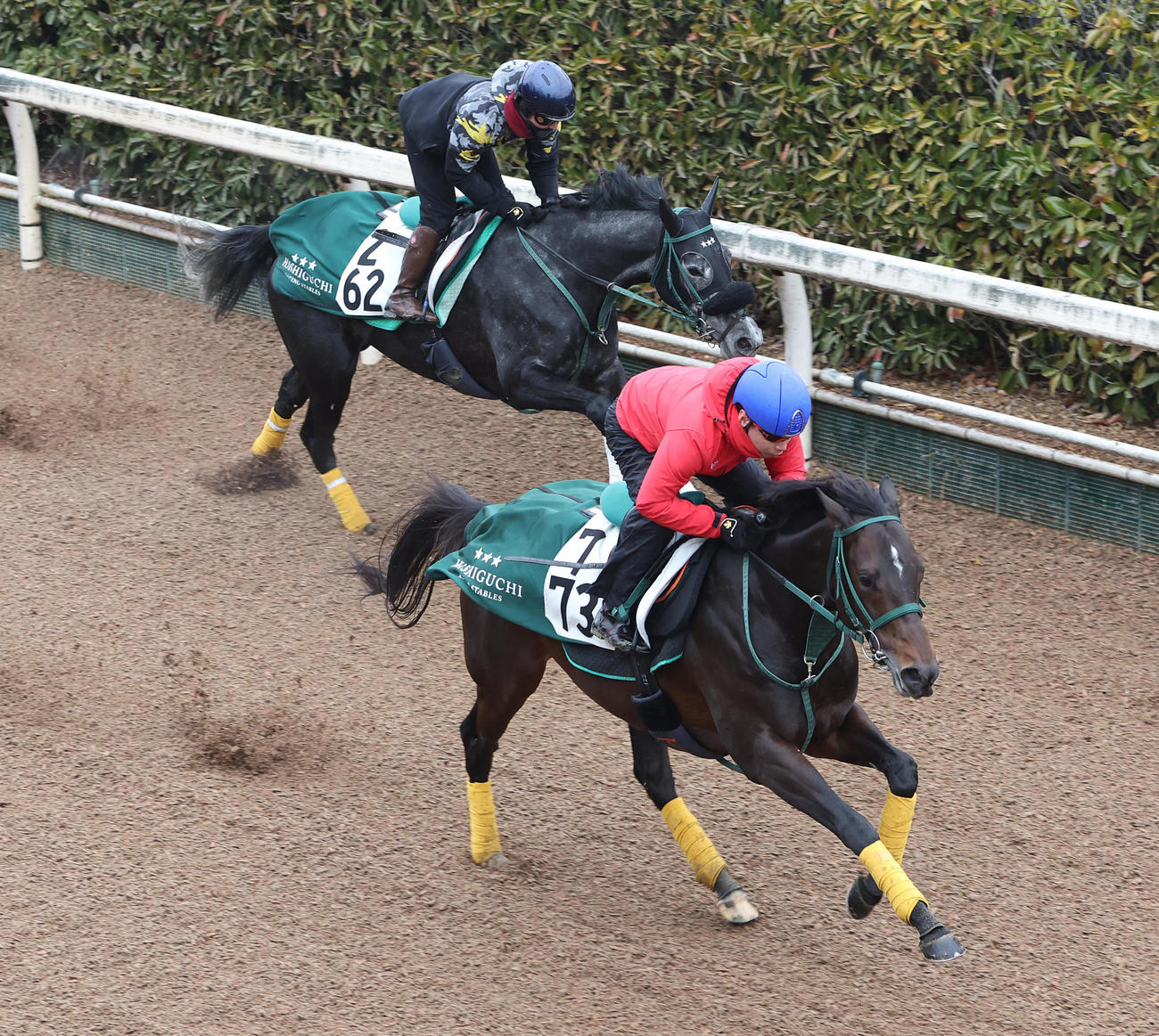 池添騎手を背に坂路でヴェールアップ（左）と併せて追い切るサトノラムセス（撮影・白石智彦）
