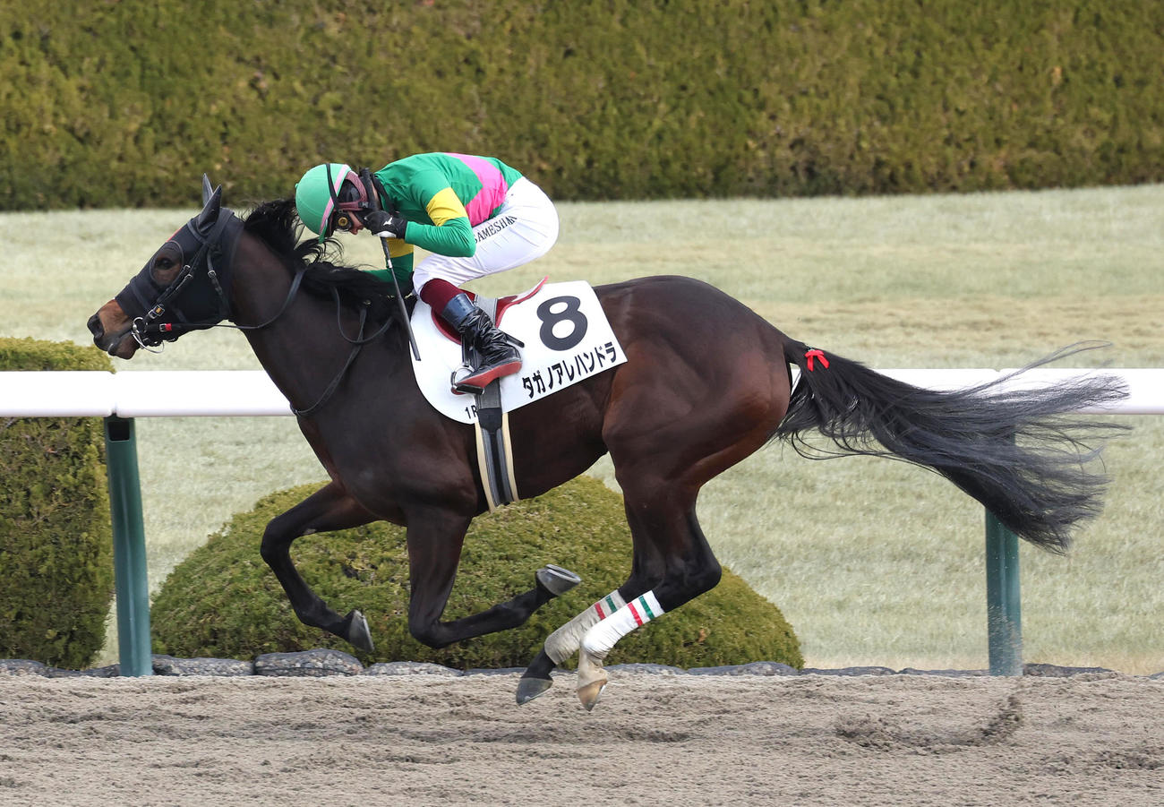 阪神1R、3歳未勝利を制した五十嵐忠男厩舎のタガノアレハンドラと鮫島克駿騎手（撮影・白石智彦）