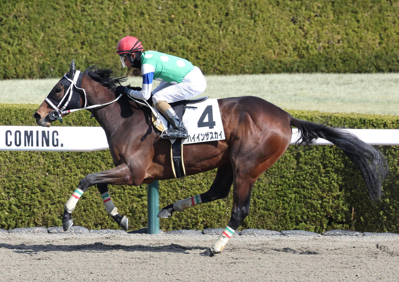 阪神2R、3歳未勝利を勝ち上がったハイインザスカイ（撮影・白石智彦）