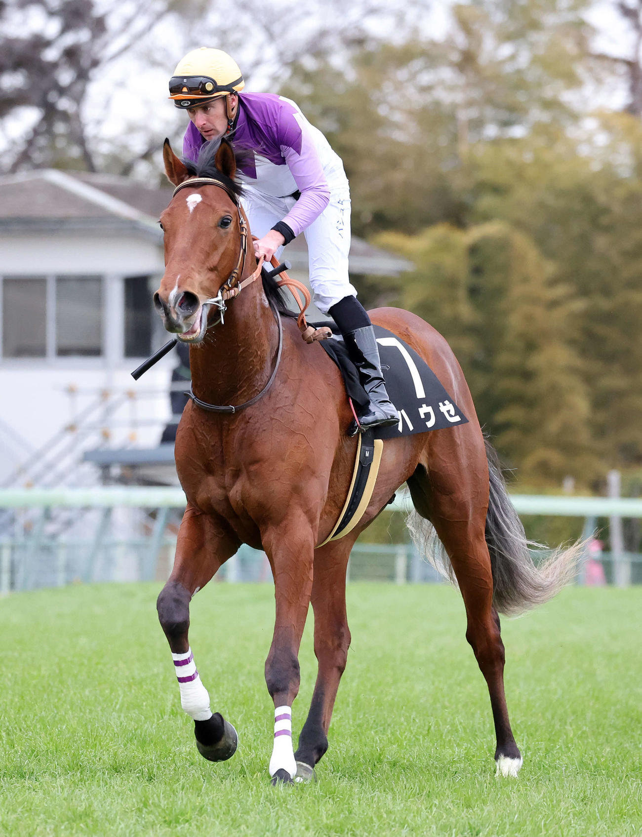 水仙賞を制したハウゼとバシュロ騎手（撮影・鈴木正人）
