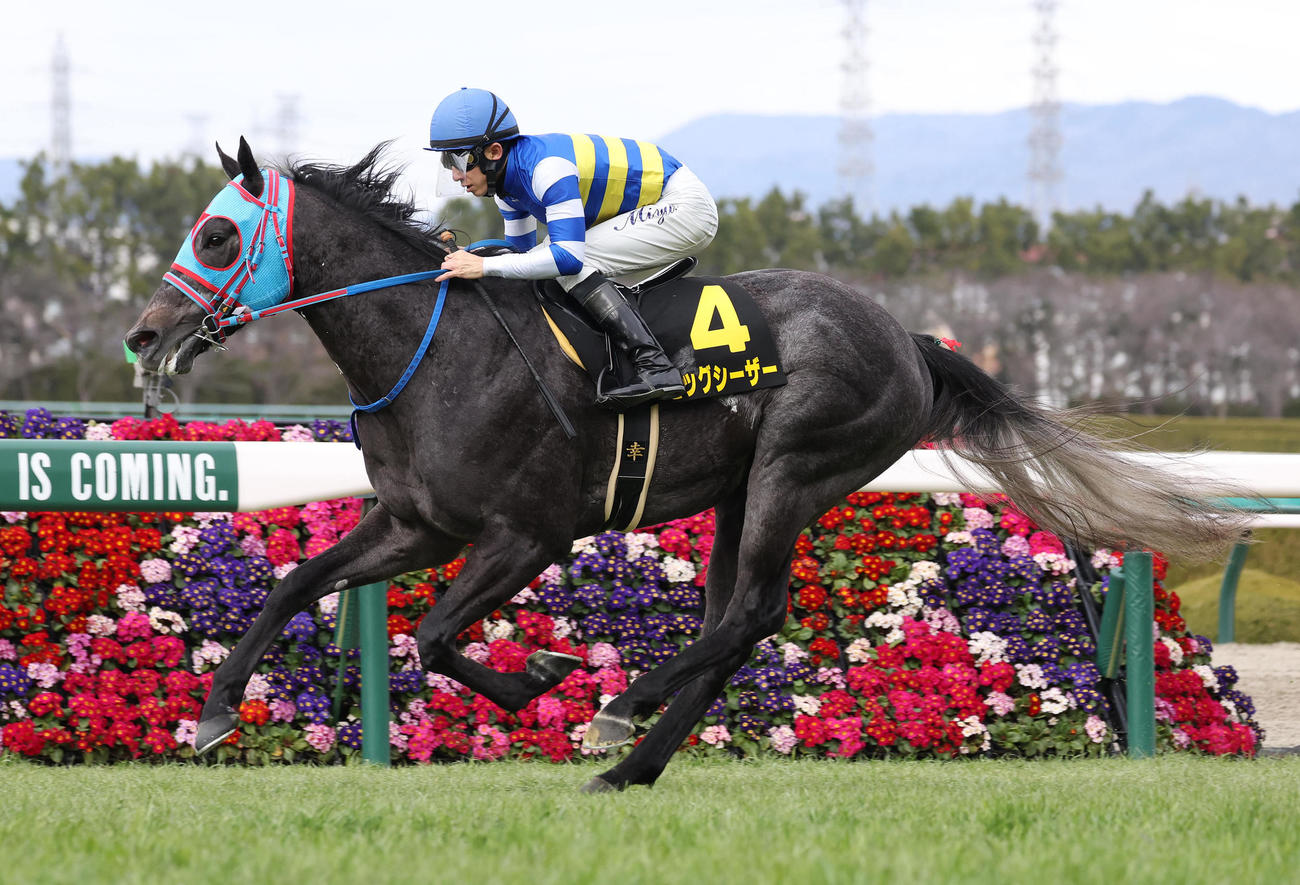 阪神10R、4連勝でマーガレットSを快勝したビッグシーザー（撮影・白石智彦）