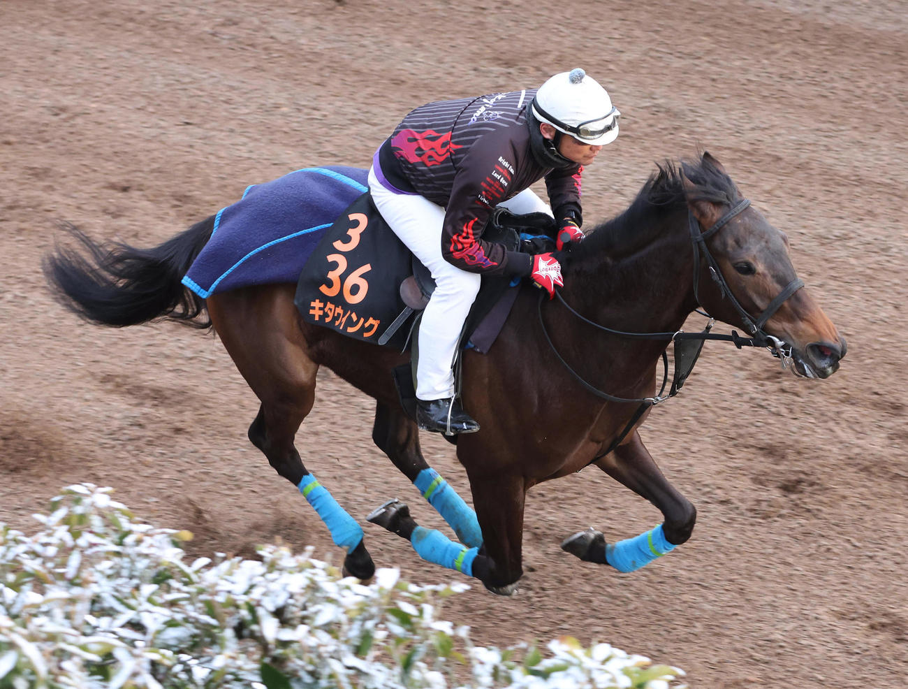 坂路を単走で追い切るキタウイング（2023年2月22日撮影）