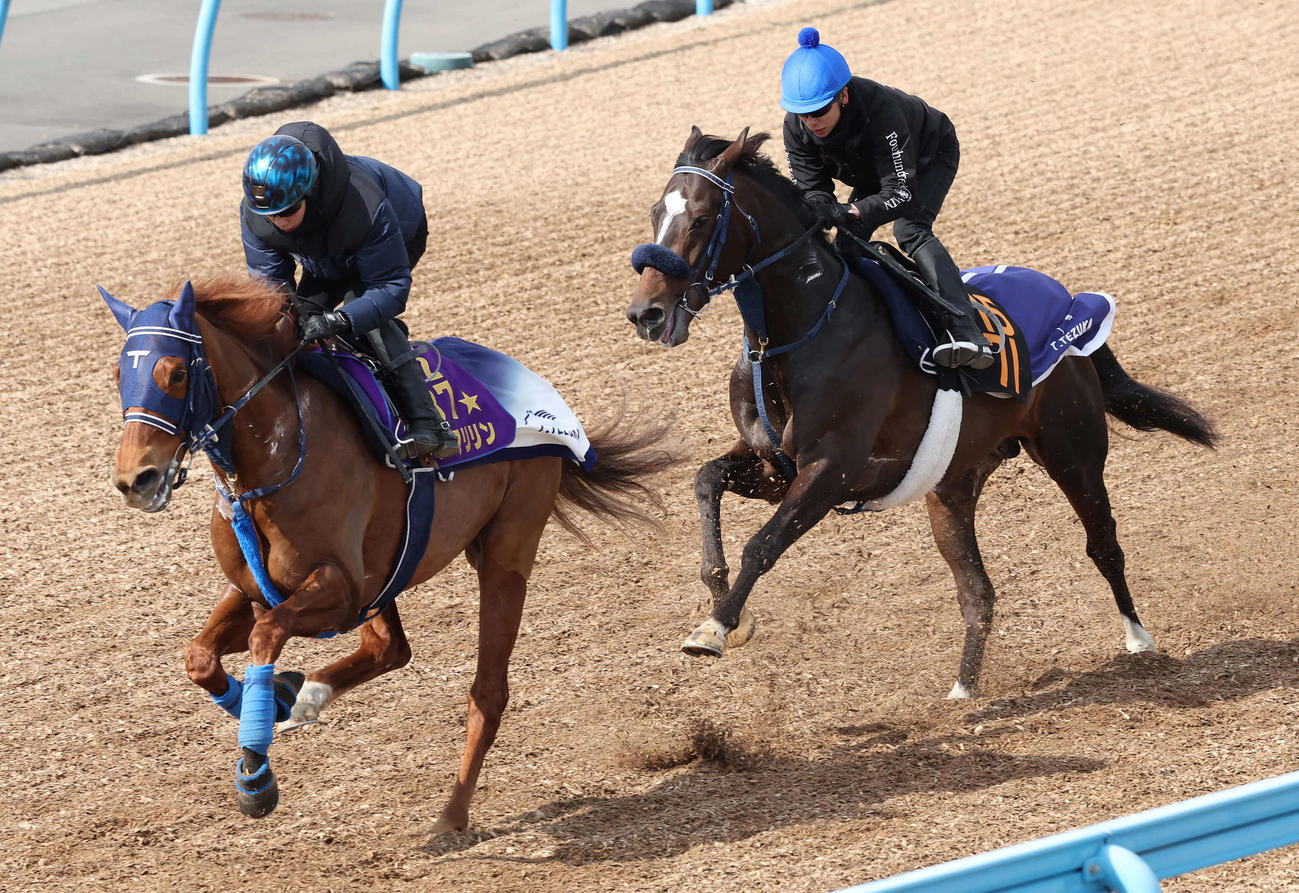 レヴォルタード（右）は、美浦ウッドで先行するG1馬ウインマリリンを追い上げた（撮影・丹羽敏通）