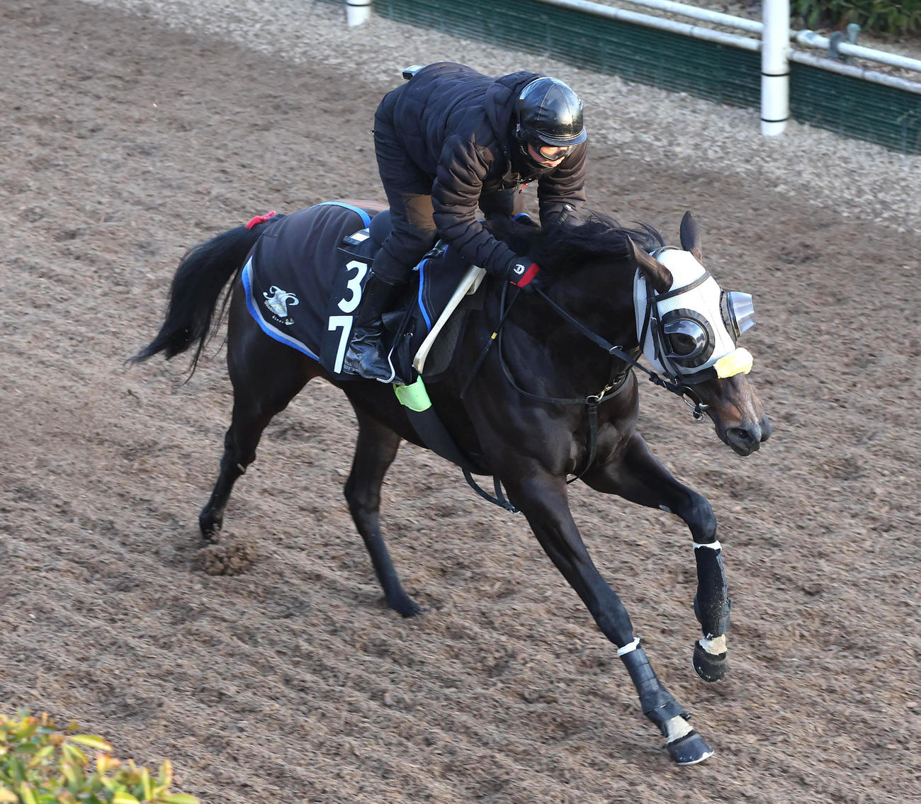 坂路で追い切るコナコースト（撮影・白石智彦）