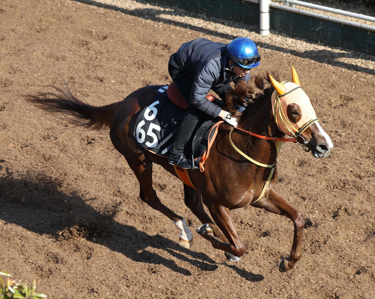 幸騎手を背に坂路を単走で追い切るダルエスサラーム（撮影・白石智彦）
