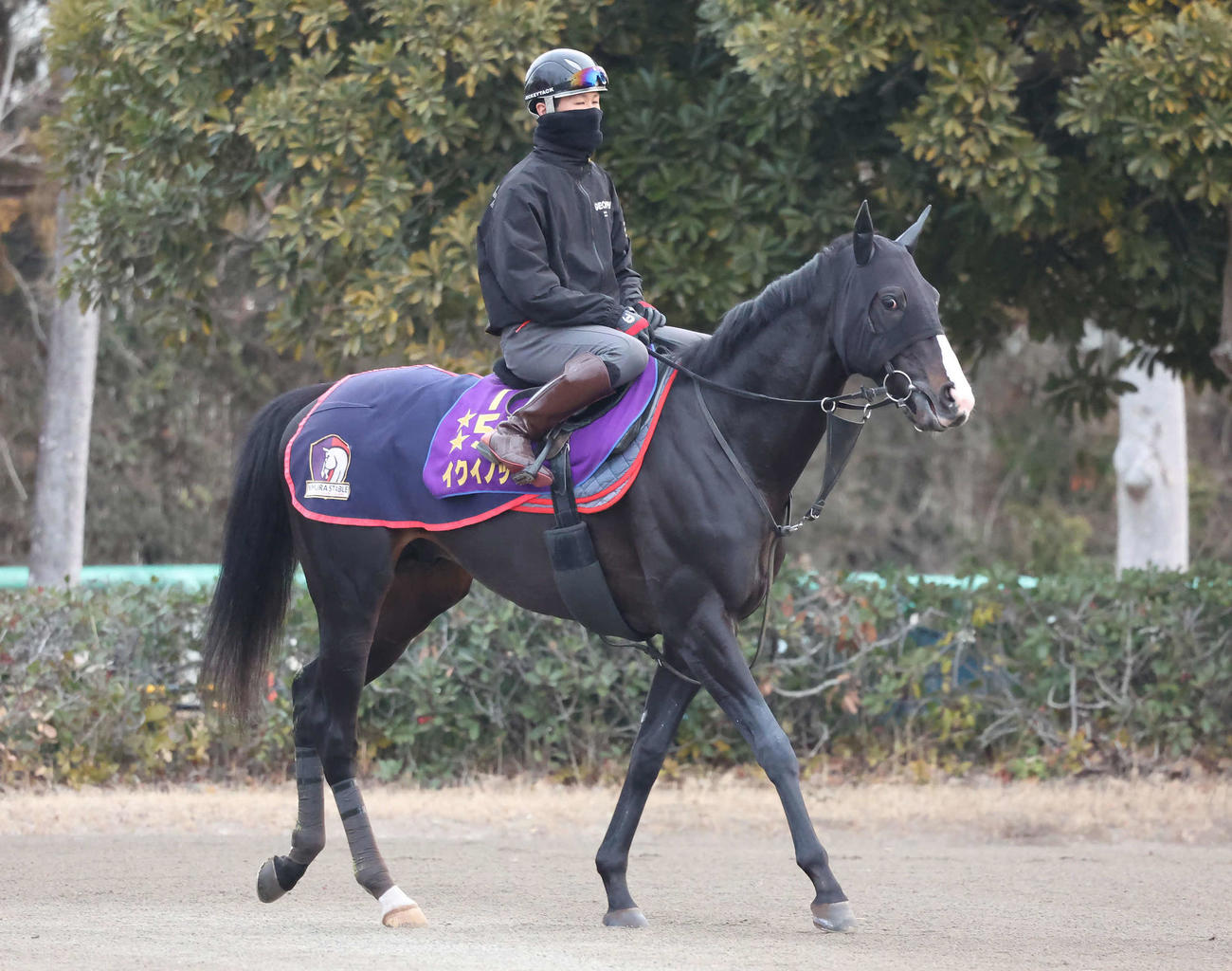 馬場へ向かうイクイノックス（撮影・丹羽敏通）