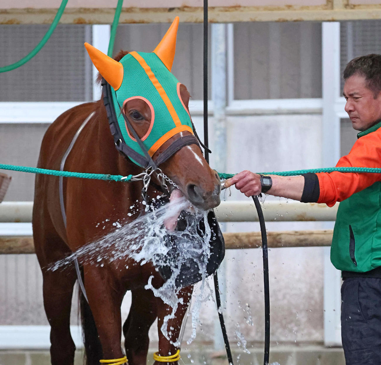 洗い場で気持ち良さそうなグリューネグリーン（撮影・丹羽敏通）