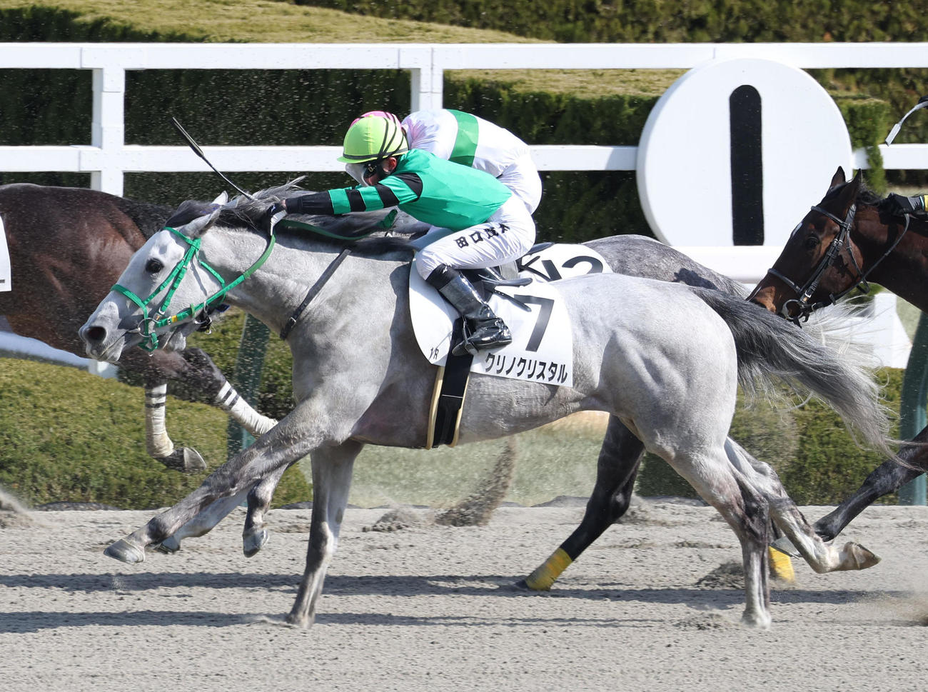 阪神1R、クリノクリスタルに騎乗したデビュー戦で2着に入った田口騎手（撮影・白石智彦）