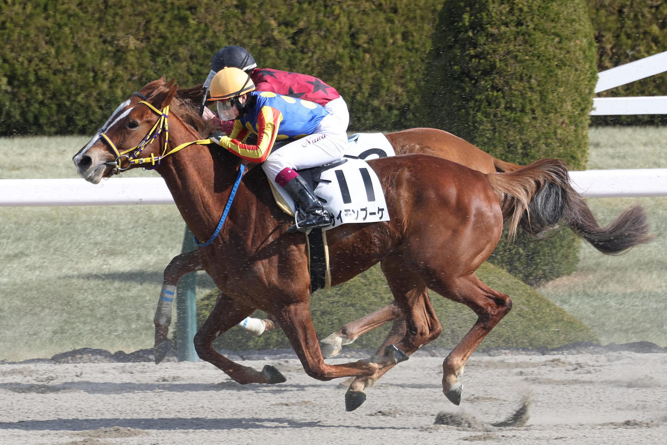 阪神1R、サイモンブーケに騎乗したデビュー戦は10着に終わった河原田騎手（撮影・白石智彦）