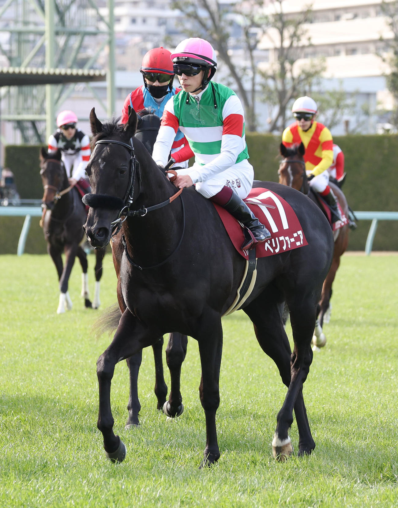 阪神11Rチューリップ賞、3着に入ったペリファーニア（撮影・白石智彦）