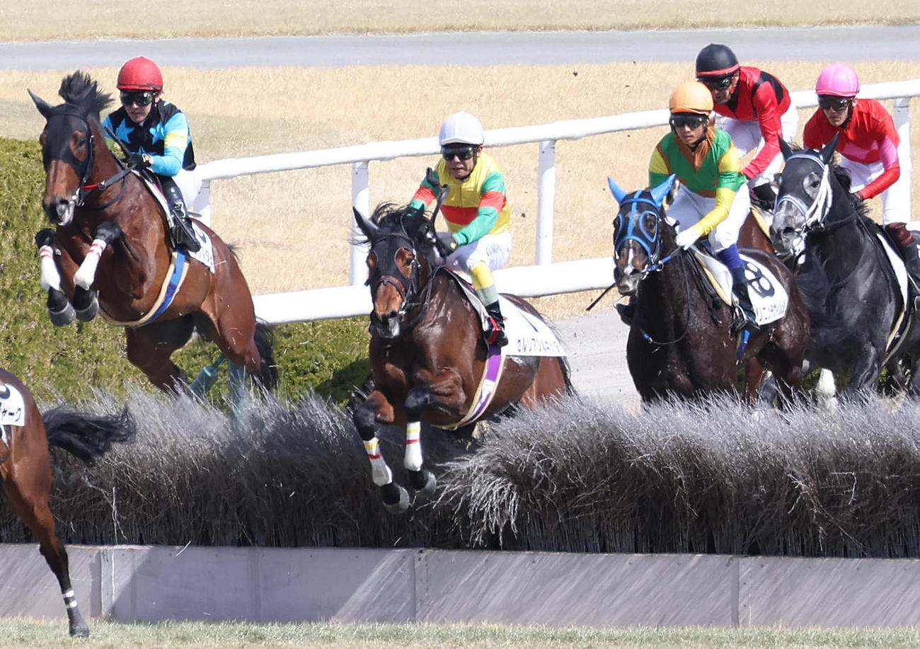 阪神4R、熊沢騎手を背に障害飛越するセルリアンルネッタ（中央）（撮影・白石智彦）
