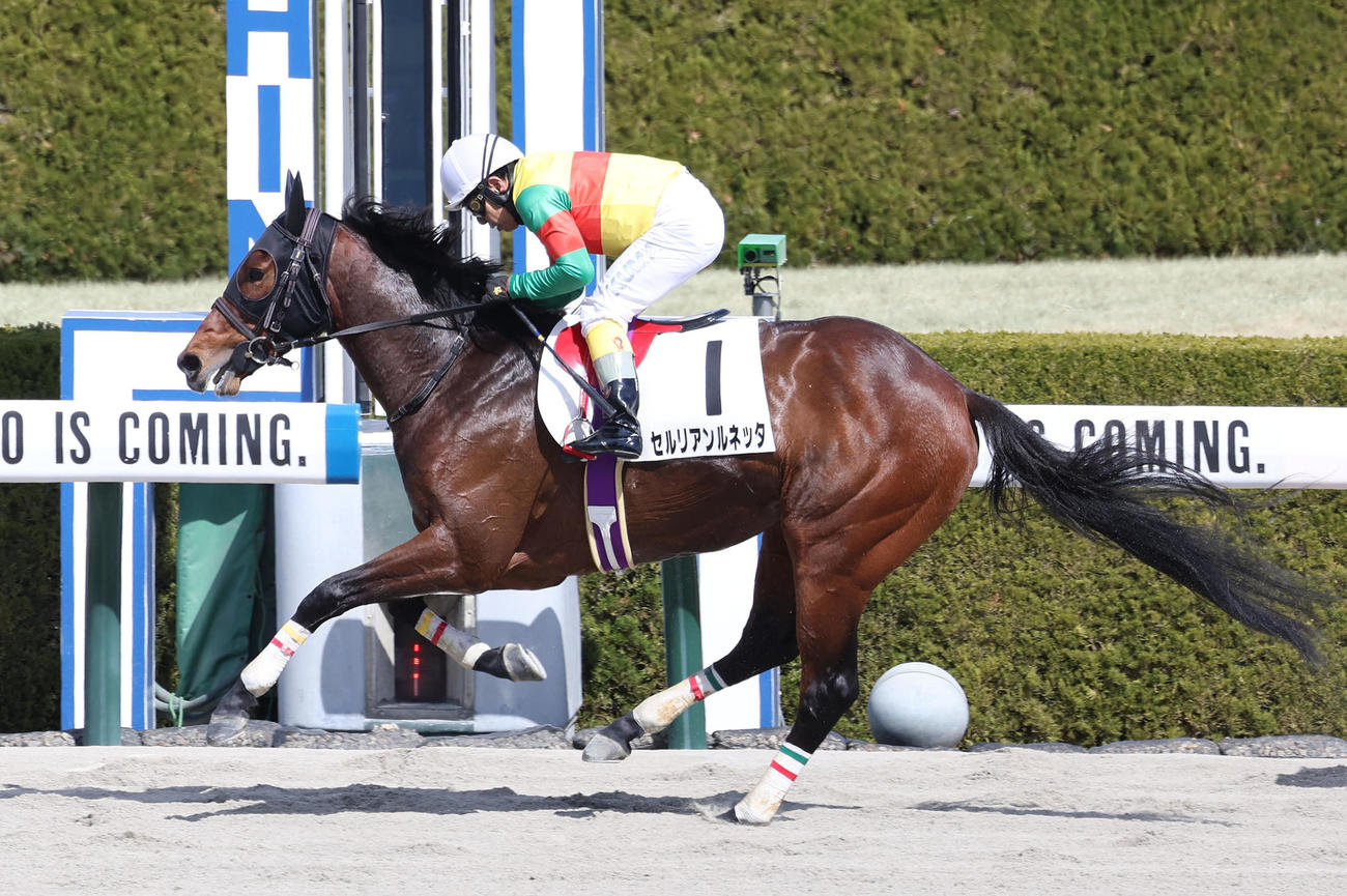 阪神4R、セルリアンルネッタで障害4歳以上未勝利を制し復帰後初勝利を挙げる熊沢騎手（撮影・白石智彦）