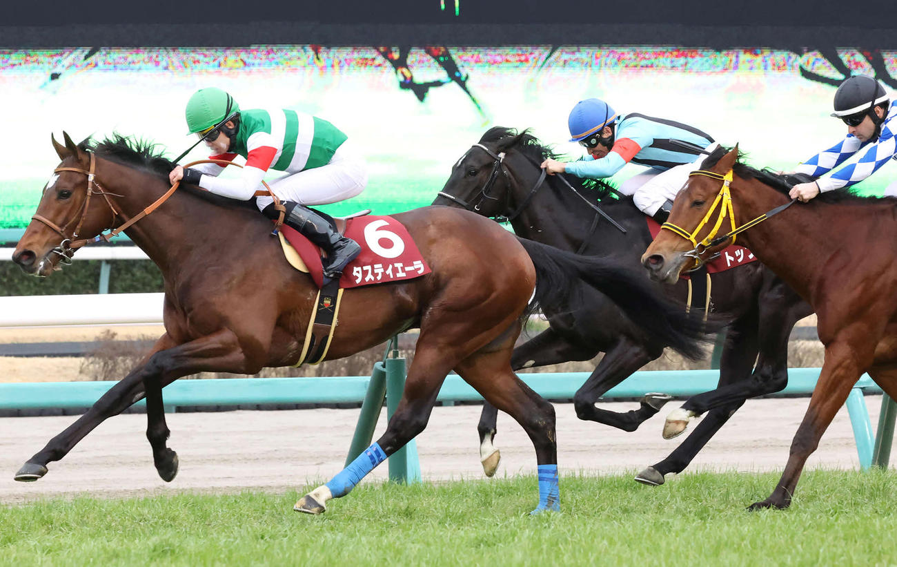 弥生賞2着に敗れたトップナイフ（中央）。左は勝ったタスティエーラ（撮影・丹羽敏通）