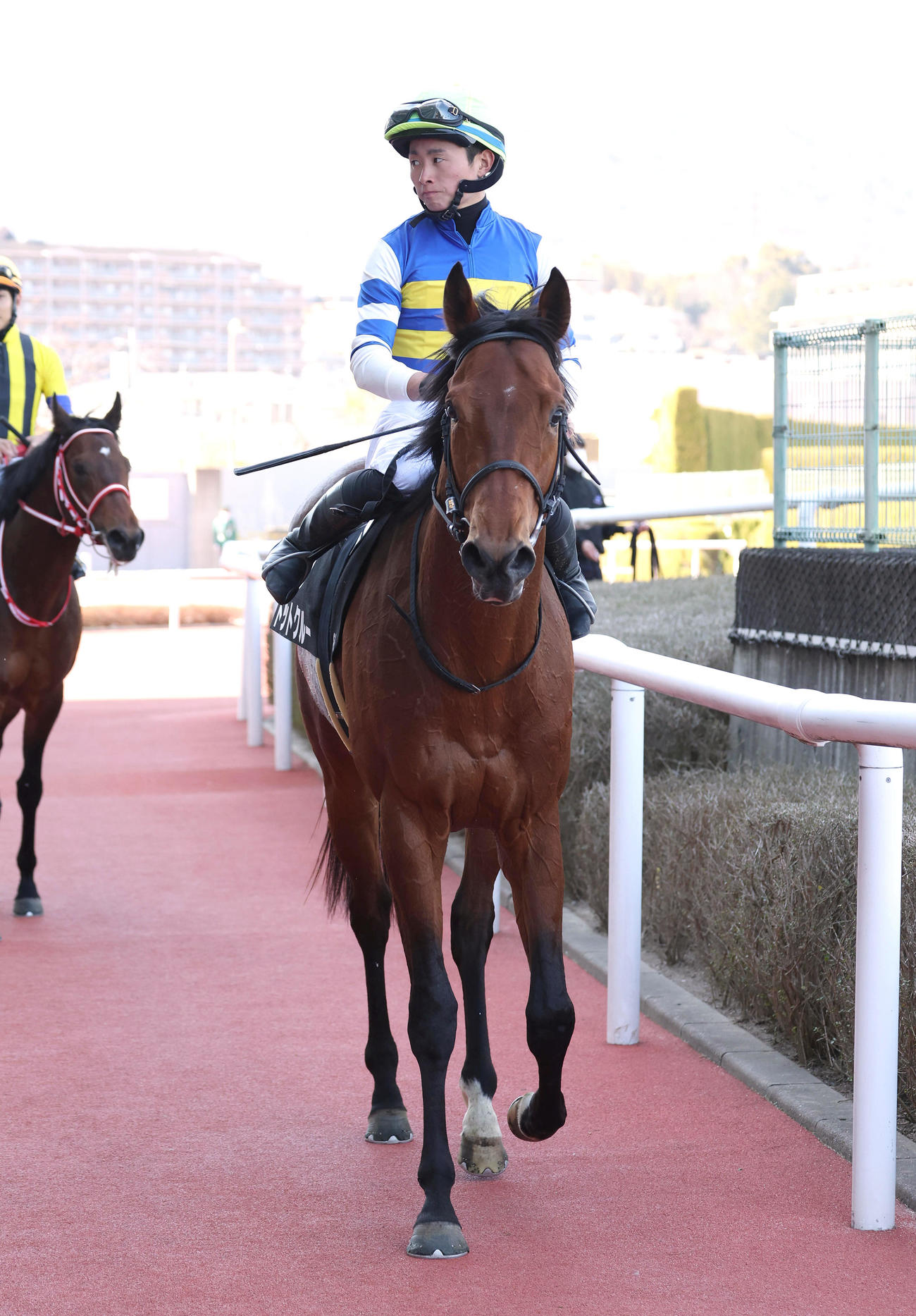 阪神8R、アルメリア賞を制したドットクルー（撮影・白石智彦）
