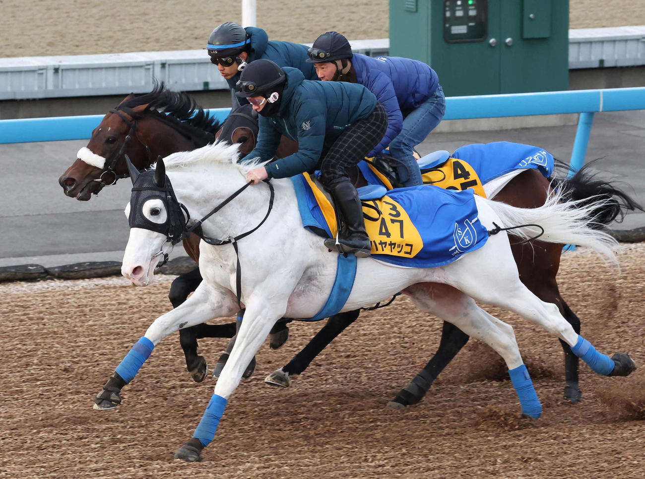 ハヤヤッコ（手前）は美浦ウッドを3頭併せで追い切られた（2023年3月1日撮影）