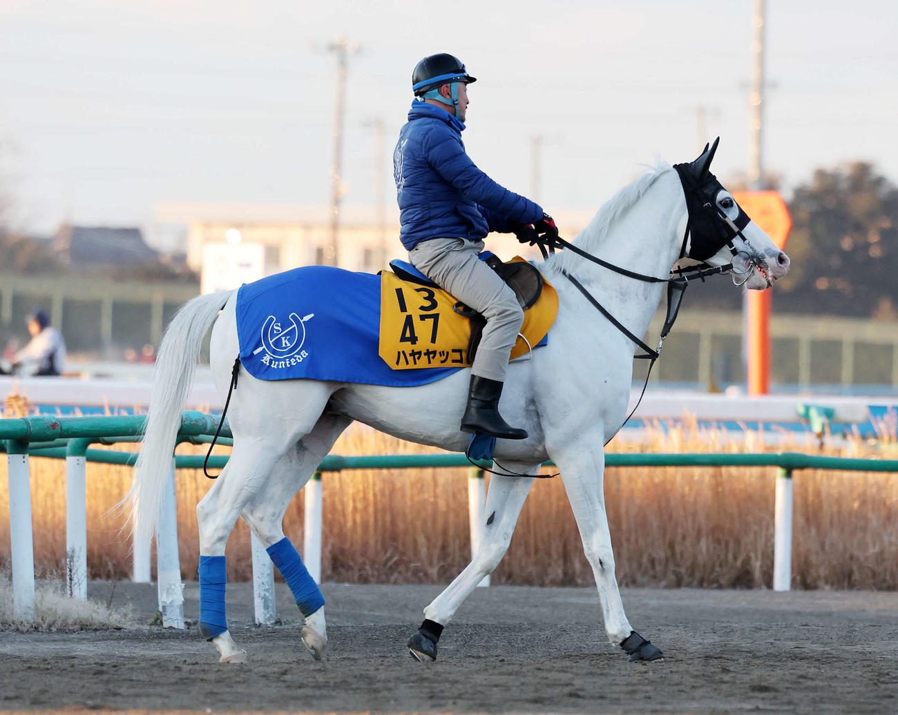 乗り運動するハヤヤッコ（2023年1月11日撮影）