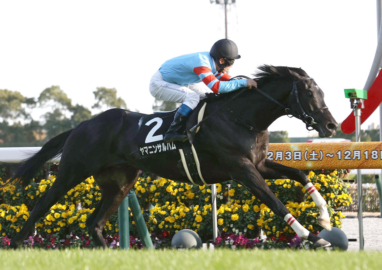 22年12月11日、名古屋日刊スポーツ杯を制したヤマニンサルバム