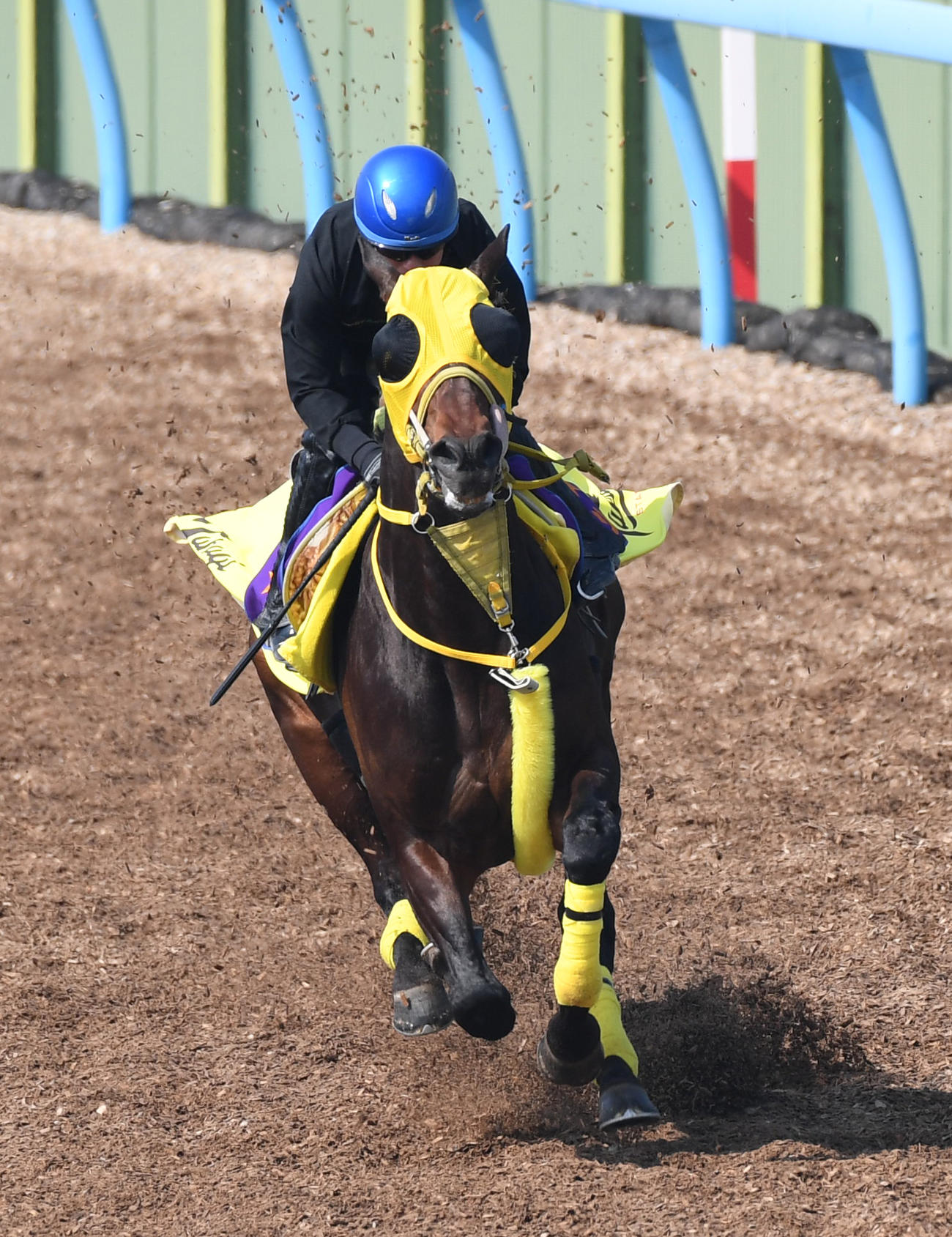 石神騎手を背に追い切るニシノデイジー（撮影・柴田隆二）