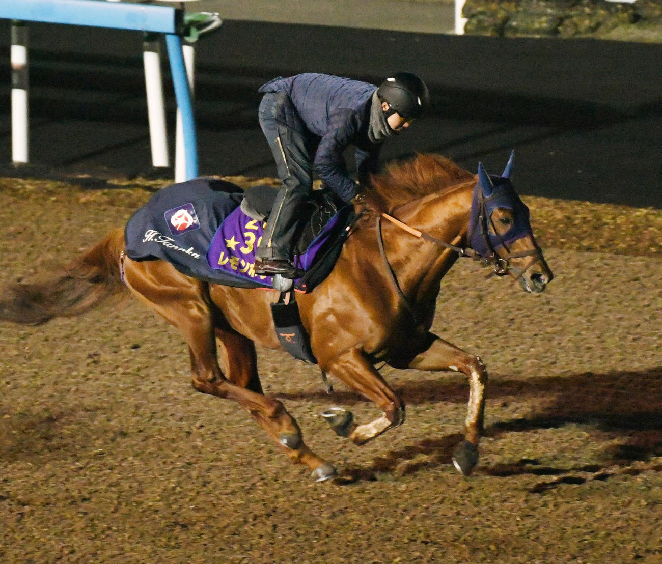ドバイ遠征に向けて追い切るレモンポップ（撮影・柴田隆二）