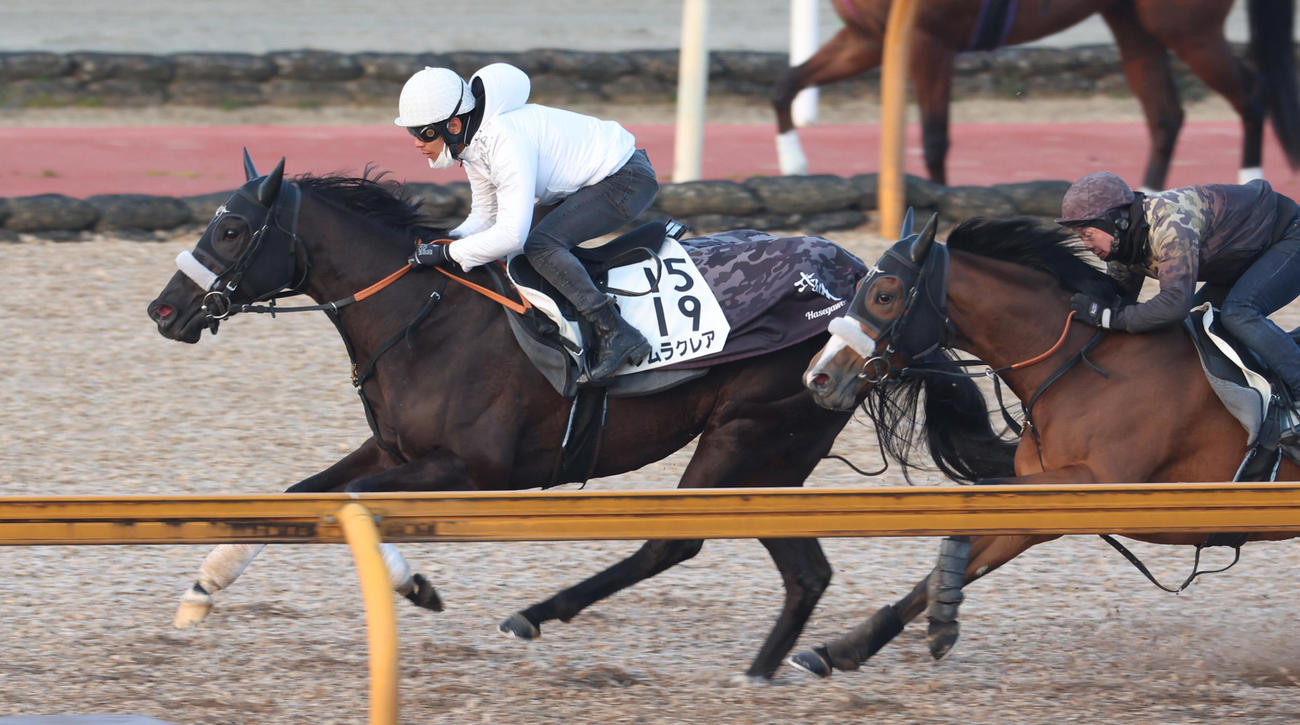 Cウッドコースを併せ馬で追い切るナムラクレア（左）