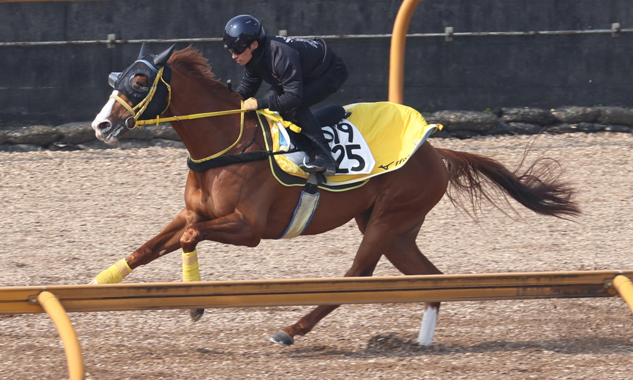 Cウッドコースで追い切るボルドグフーシュ