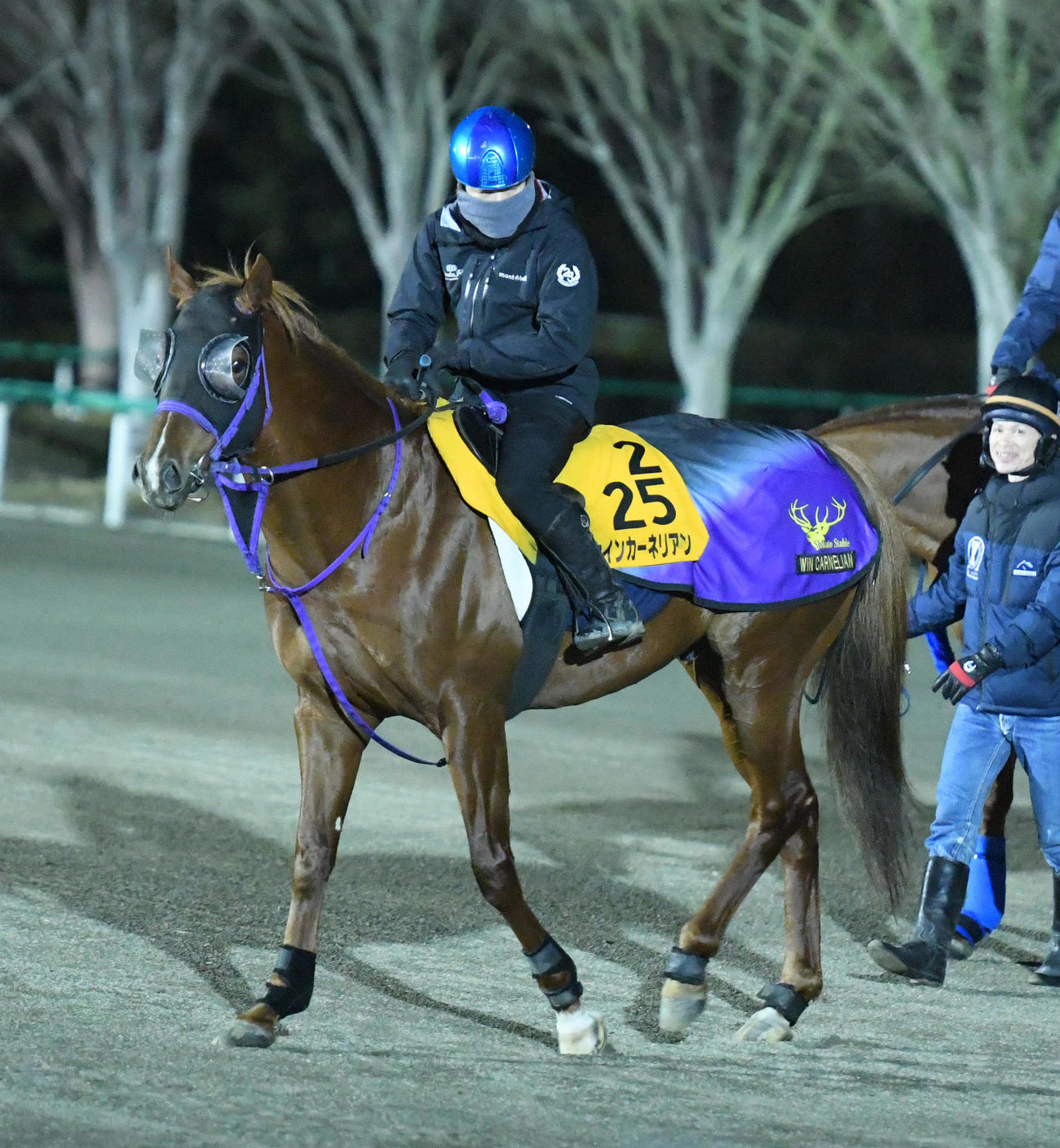 ドバイ遠征に向け馬場入りするウインカーネリアン（撮影・柴田隆二）
