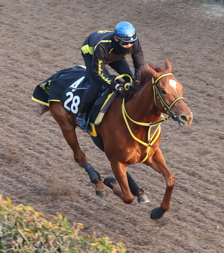 菱田騎手を背に坂路で追い切るサラサハウプリティ