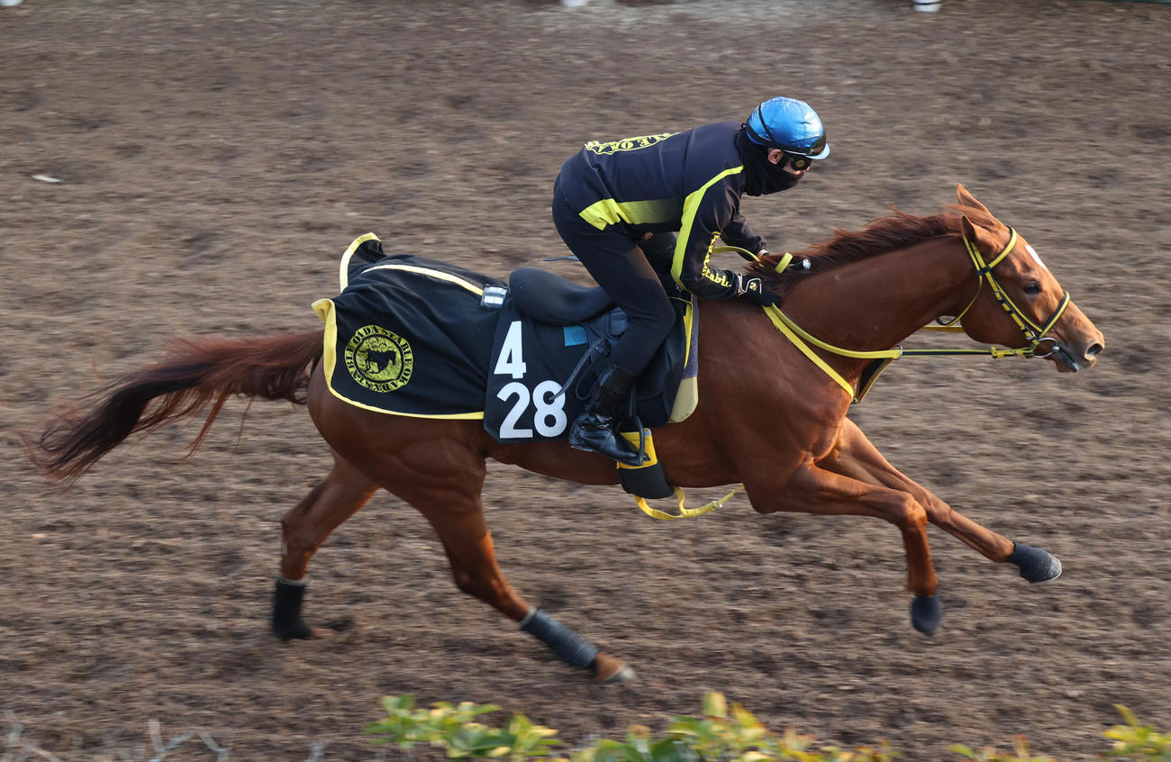 菱田騎手を背に坂路で追い切るサラサハウプリティ
