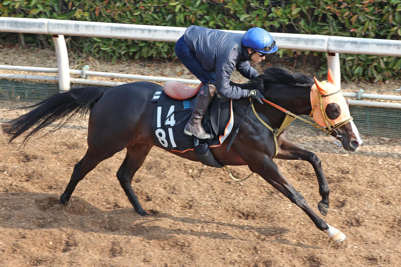 8日、吉田隼騎手を背に坂路2本目を強めに追い切られたシングザットソング