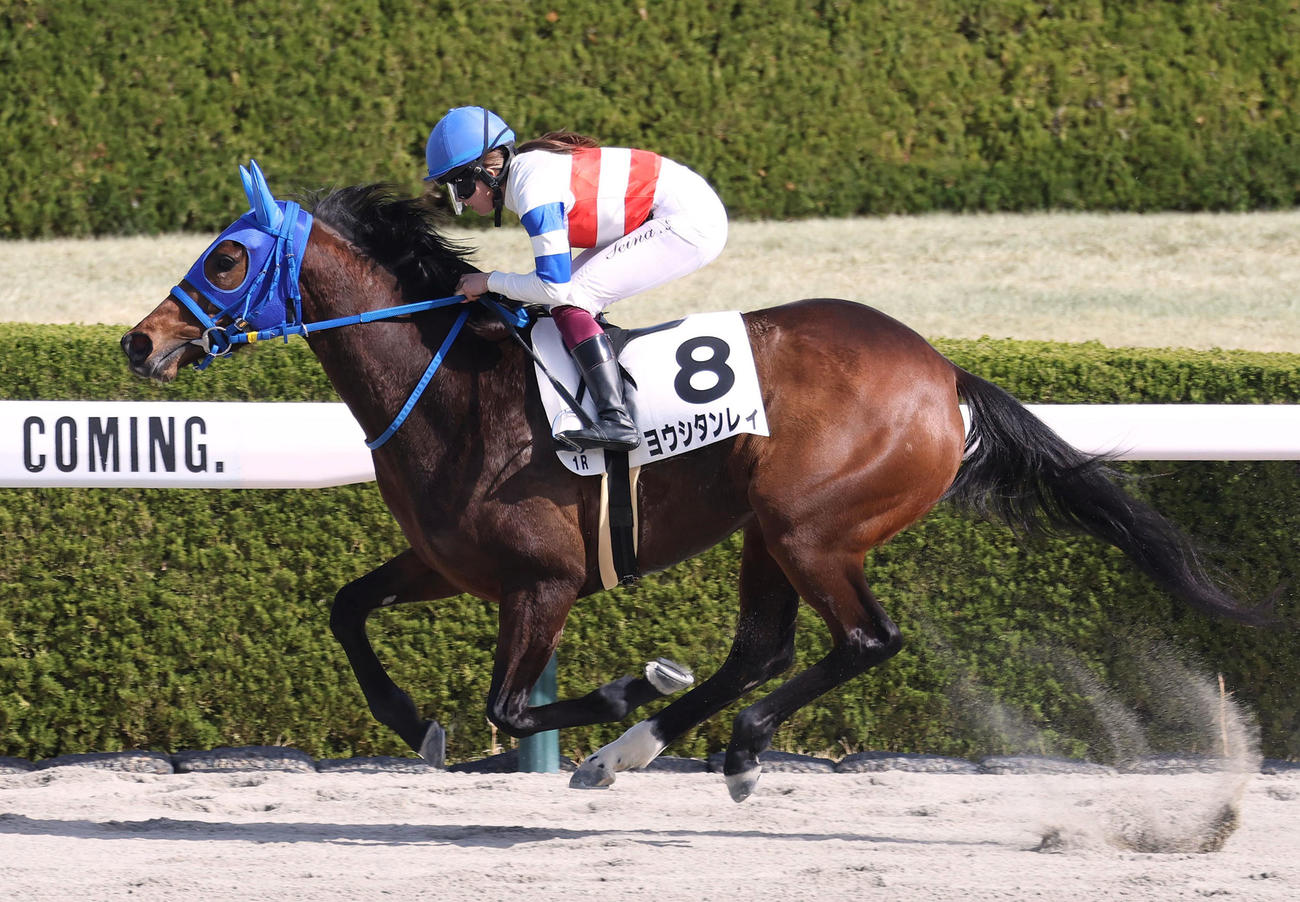 阪神1R、今村騎手を背に3歳未勝利を勝ち上がったヨウシタンレイ（撮影・白石智彦）