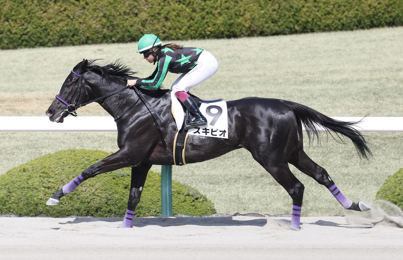 阪神7R、今村騎手を背に逃げ切ったスキピオ（撮影・白石智彦）