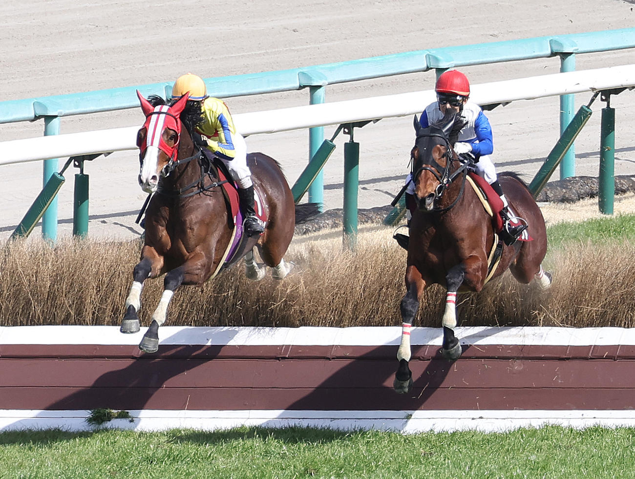 阪神8R阪神スプリングJ、最終障害を飛越するジェミニキング（左）（撮影・白石智彦）