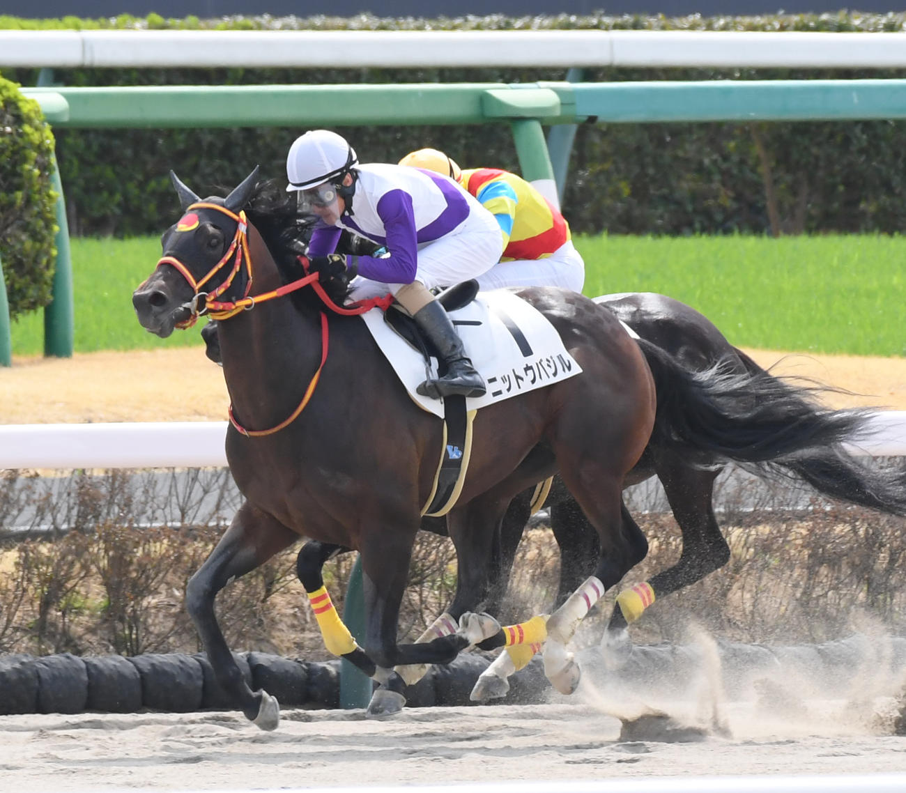 中山2Rを制したニットウバジルとJRA最年長勝利を飾った柴田善騎手（撮影・柴田隆二）