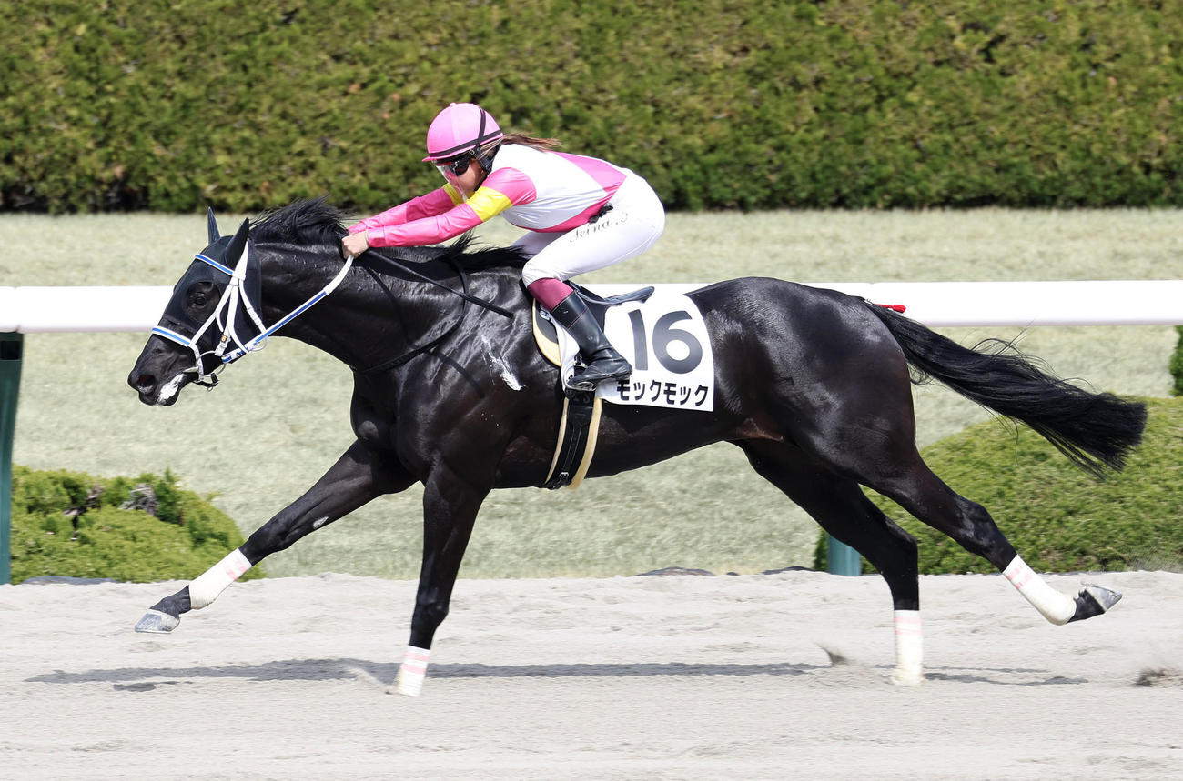 阪神5R、今村騎手を背に3歳1勝クラスを制したモックモック（撮影・白石智彦）