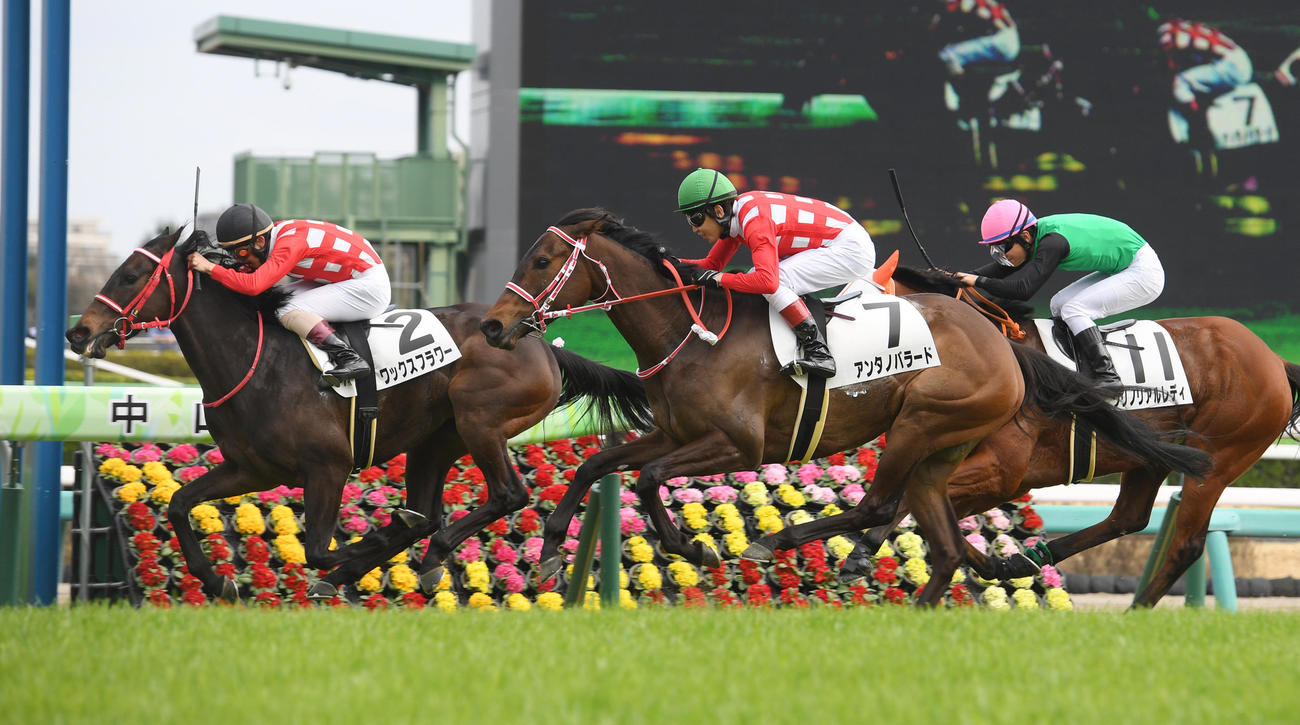 中山7Rを制したワックスフラワー（左）（撮影・柴田隆二）