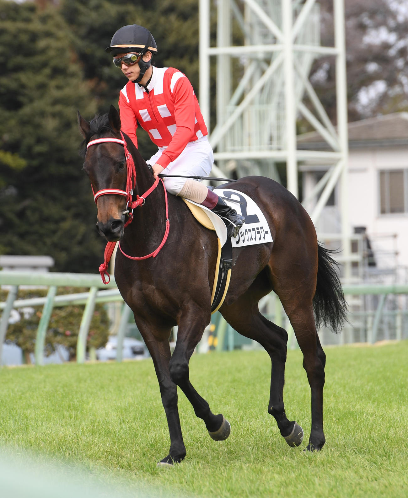 中山7Rを制したワックスフラワーと黛弘人騎手（撮影・柴田隆二）