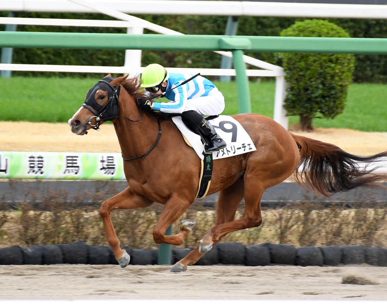 中山12R、アメトリーチェでJRA初勝利を挙げた小林勝騎手（撮影・柴田隆二）