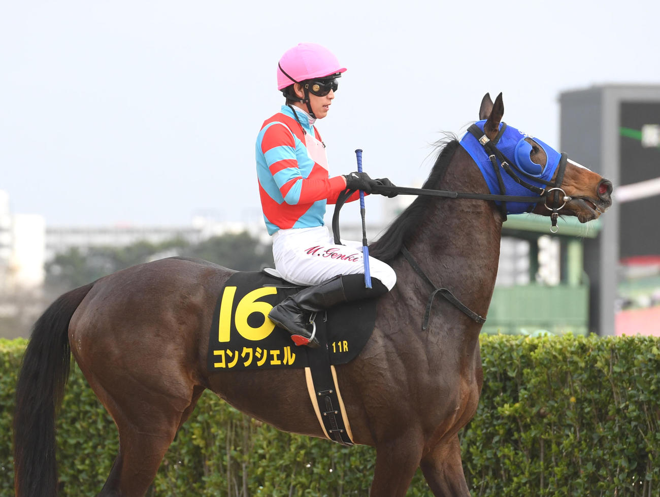 アネモネSで2着に敗れたコンクシェルと丸山騎手（撮影・柴田隆二）