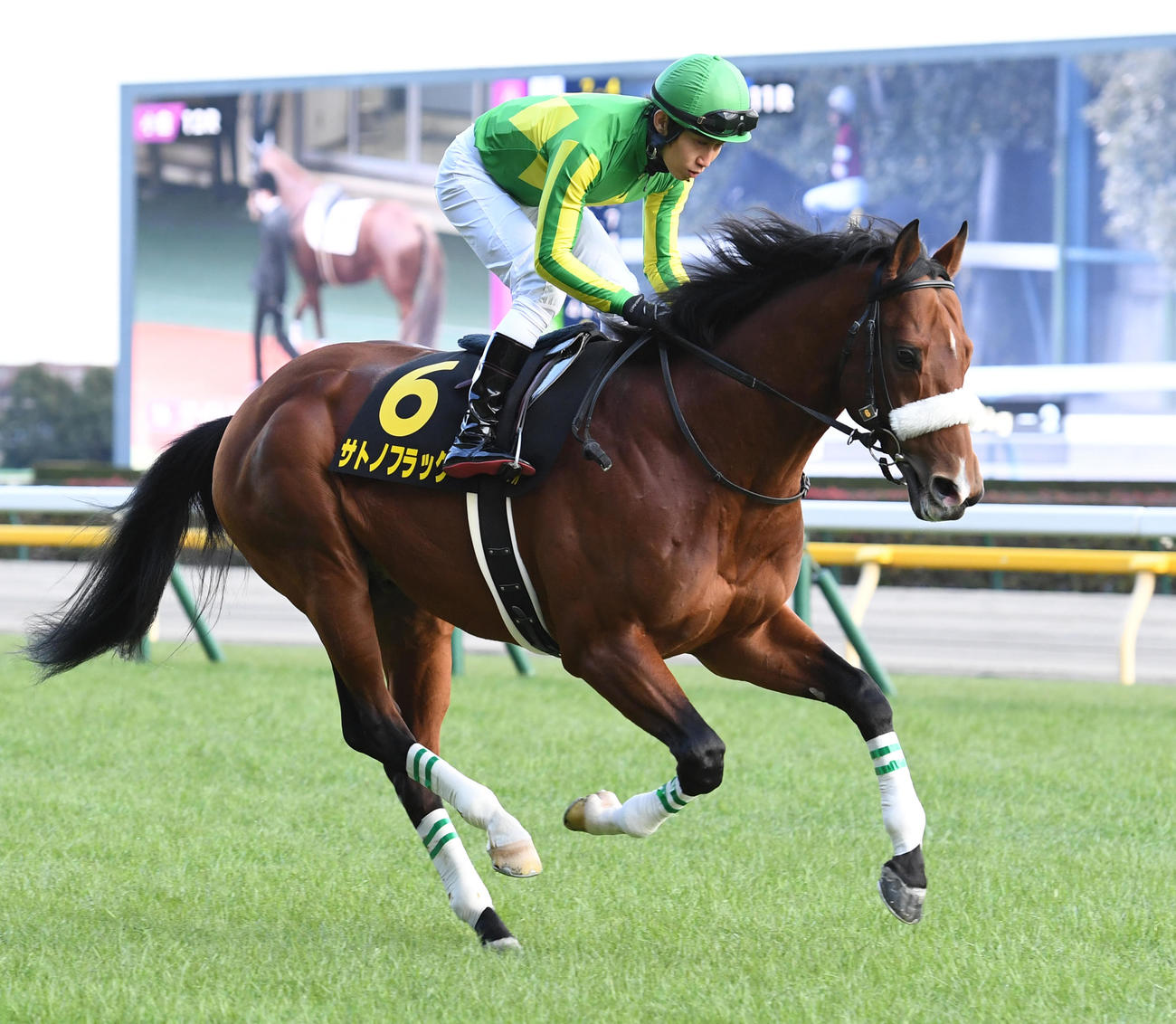 白富士Sで本馬場に入場したサトノフラッグ（2023年1月28日撮影）