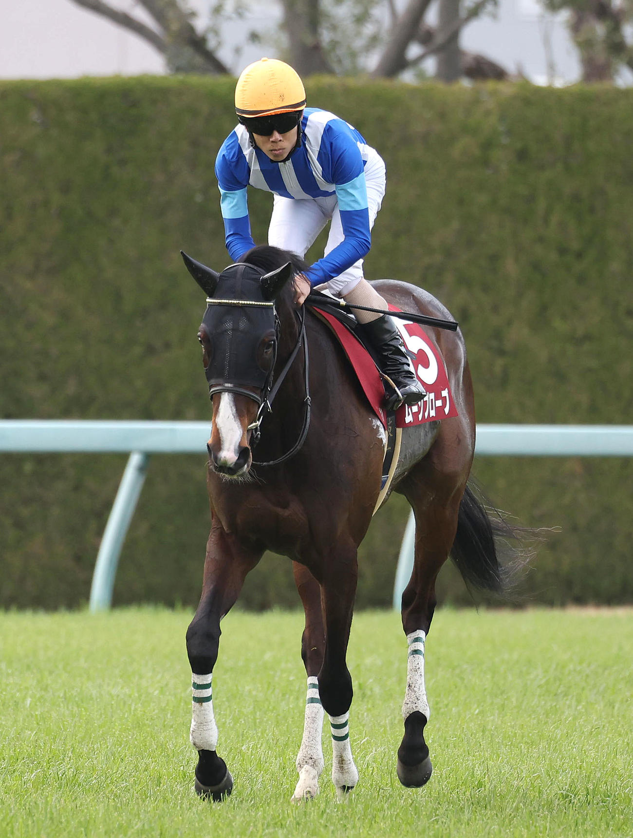 フィリーズレビューで2着に入り桜花賞の優先出走権を獲得したムーンプローブ（撮影・白石智彦）
