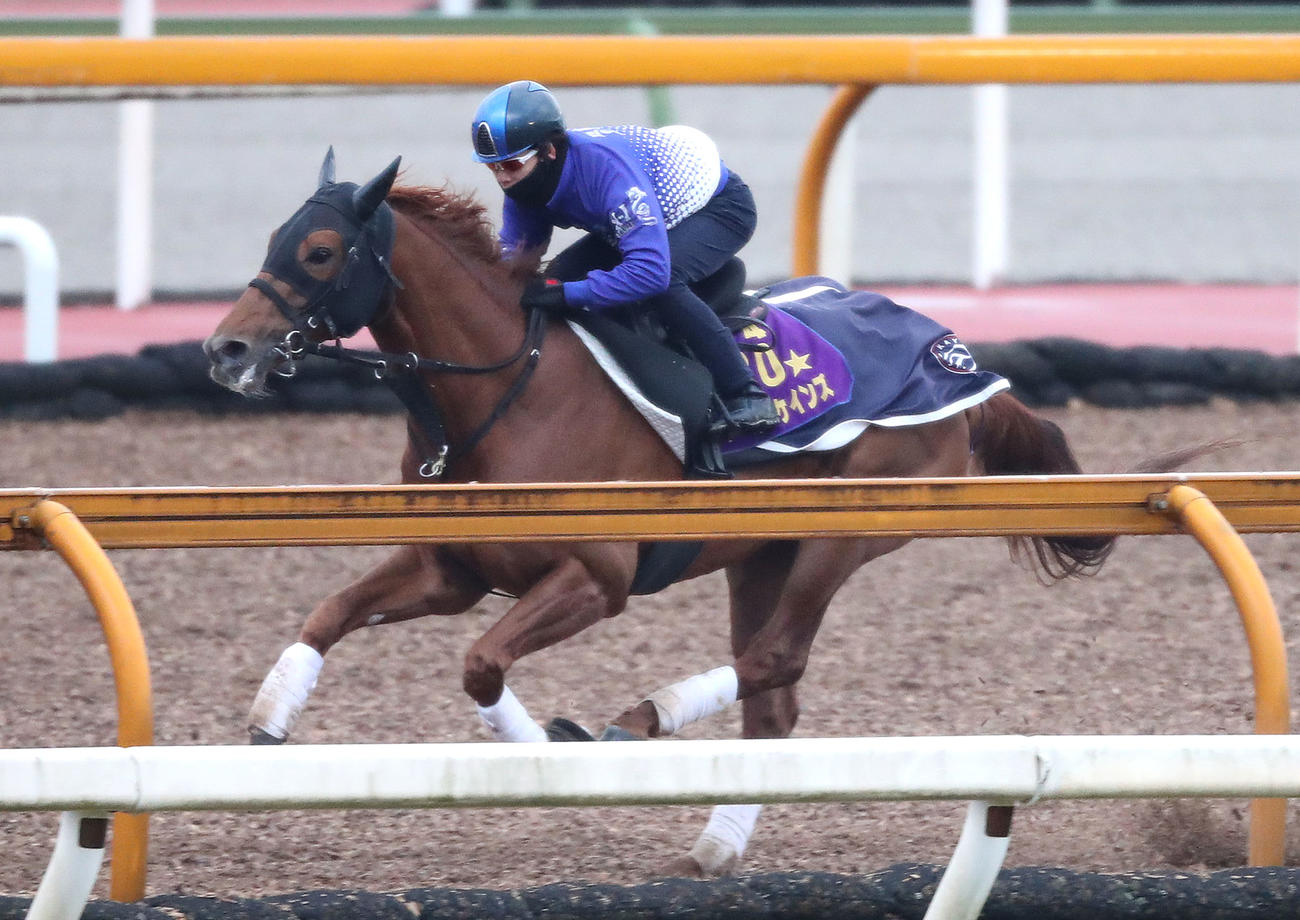 テーオーケインズ（2023年3月2日撮影）