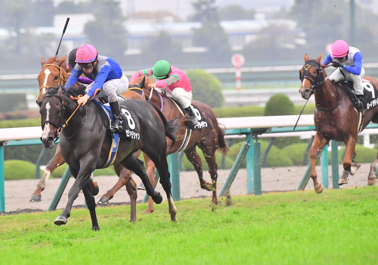 中央から突き抜け黄菊賞を制するセブンマジシャン（左）（22年11月13日撮影）