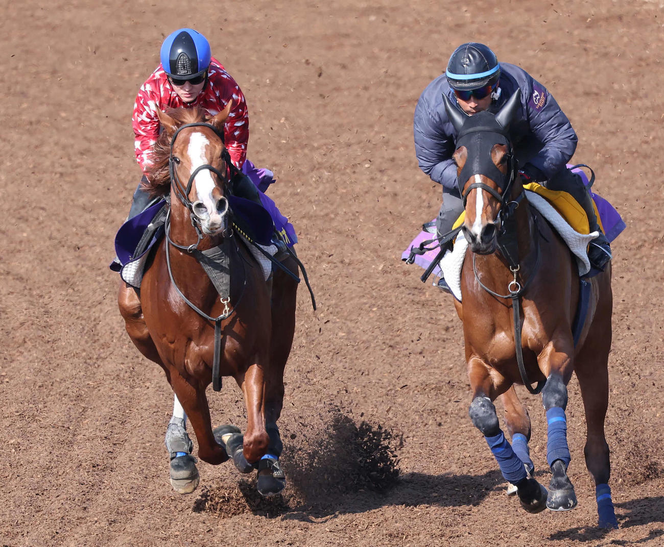 トウシンマカオ（左）は鮫島克騎手を背に美浦ウッドでメイショウホウズキと併せて追い切られた