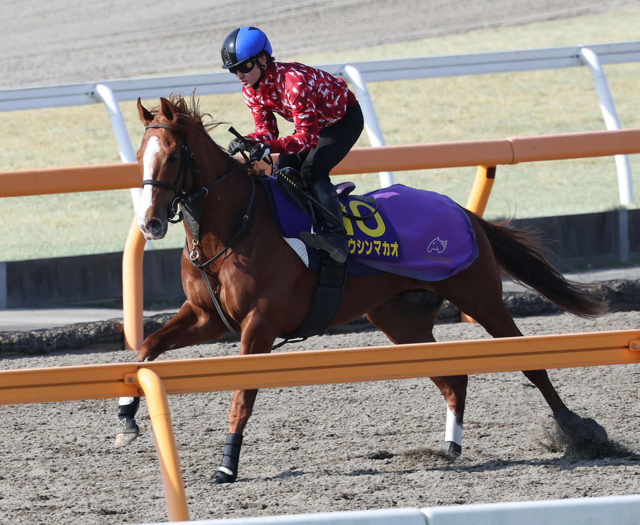 ダートコースで運動するトウシンマカオと鮫島克騎手（撮影・丹羽敏通）