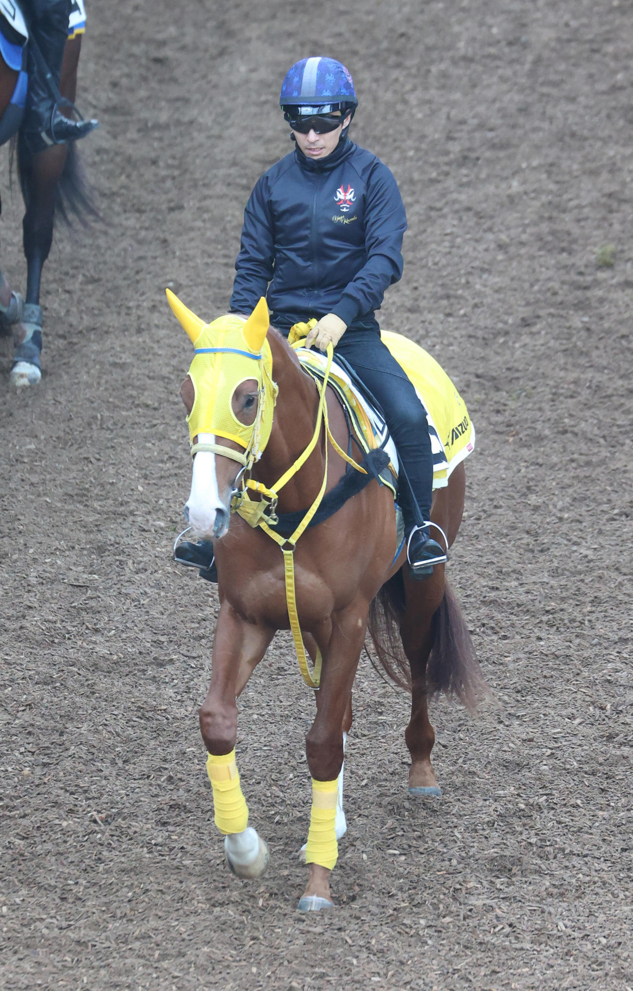 川田騎手を背に追い切りへ向かうボルドグフーシュ