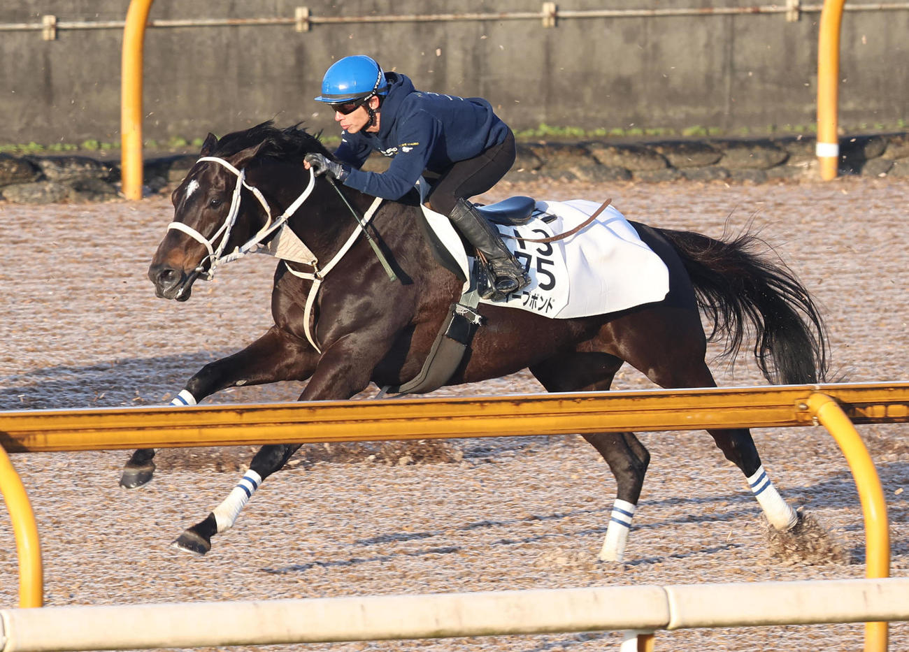 和田竜騎手を背にCウッドを単走で追い切るディープボンド（撮影・白石智彦）